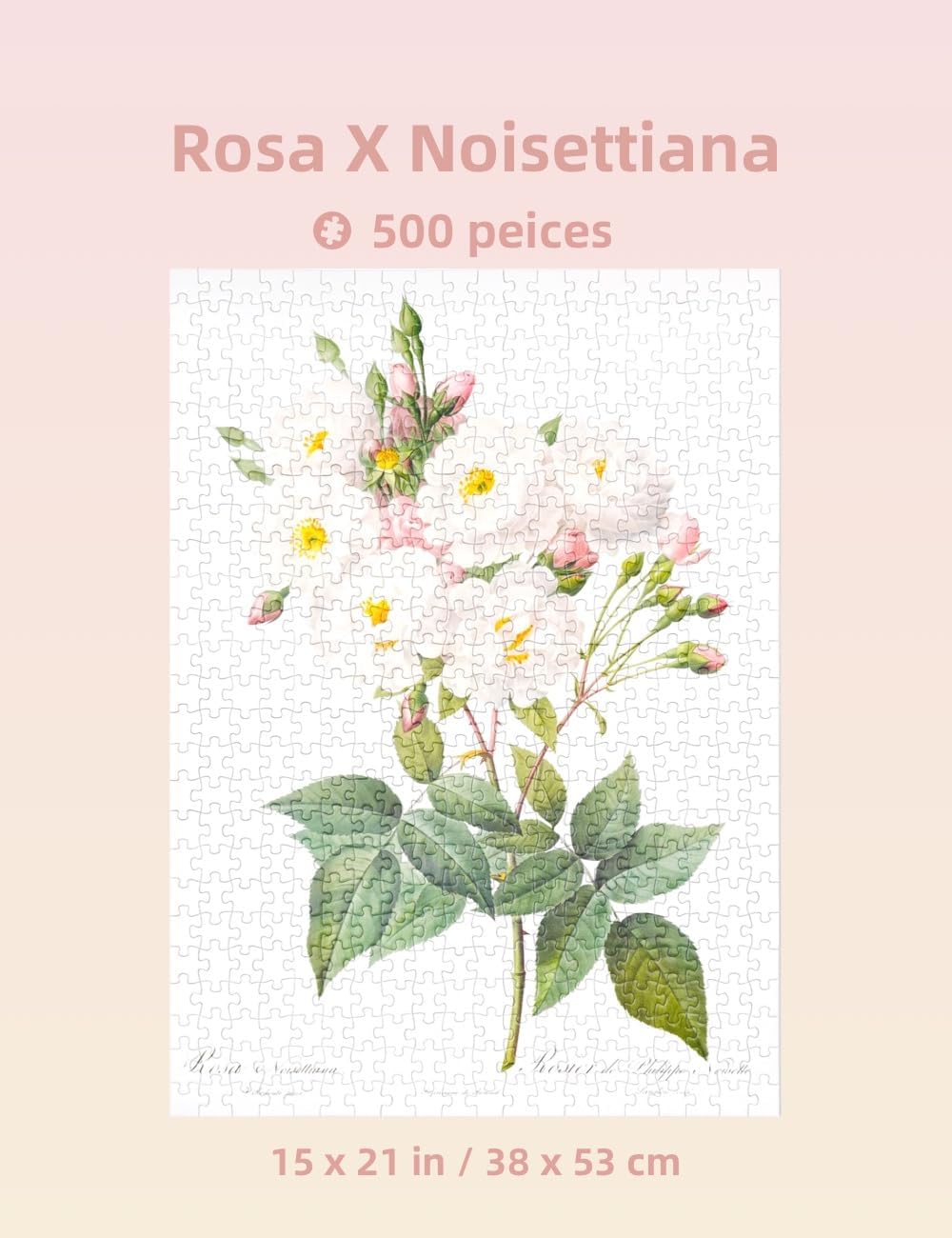 The Bible of Roses (White) - 500 Pieces - Jigsaw Puzzle