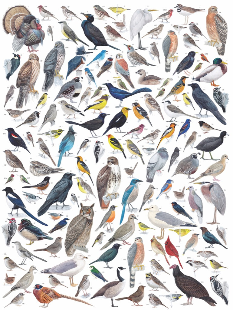 Birds of Western North America 1000 Piece Jigsaw Puzzle