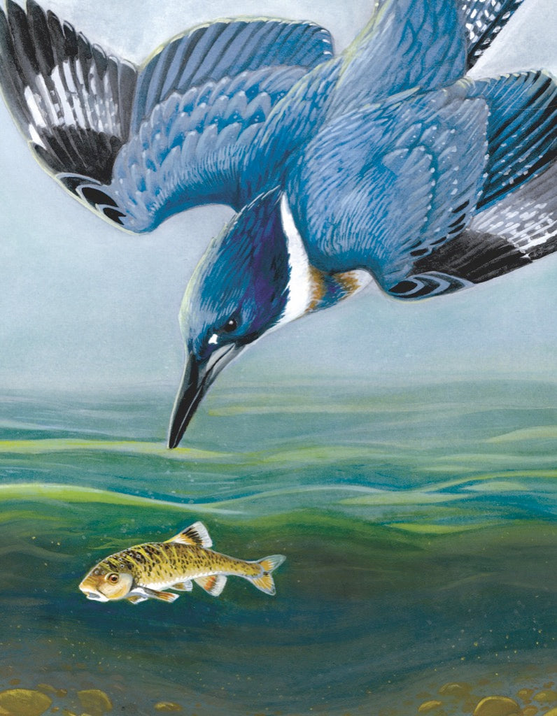 Belted Kingfisher Mini 100 Piece Mini Puzzle