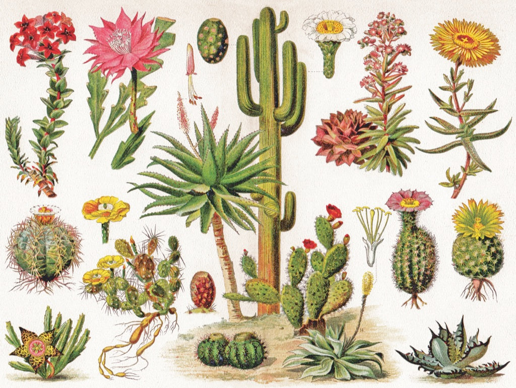 Cacti ~ Cactus 1000 Piece Jigsaw Puzzle