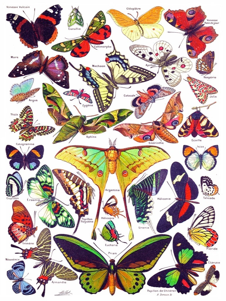 Butterflies ~ Papillons 1000 Piece Jigsaw Puzzle