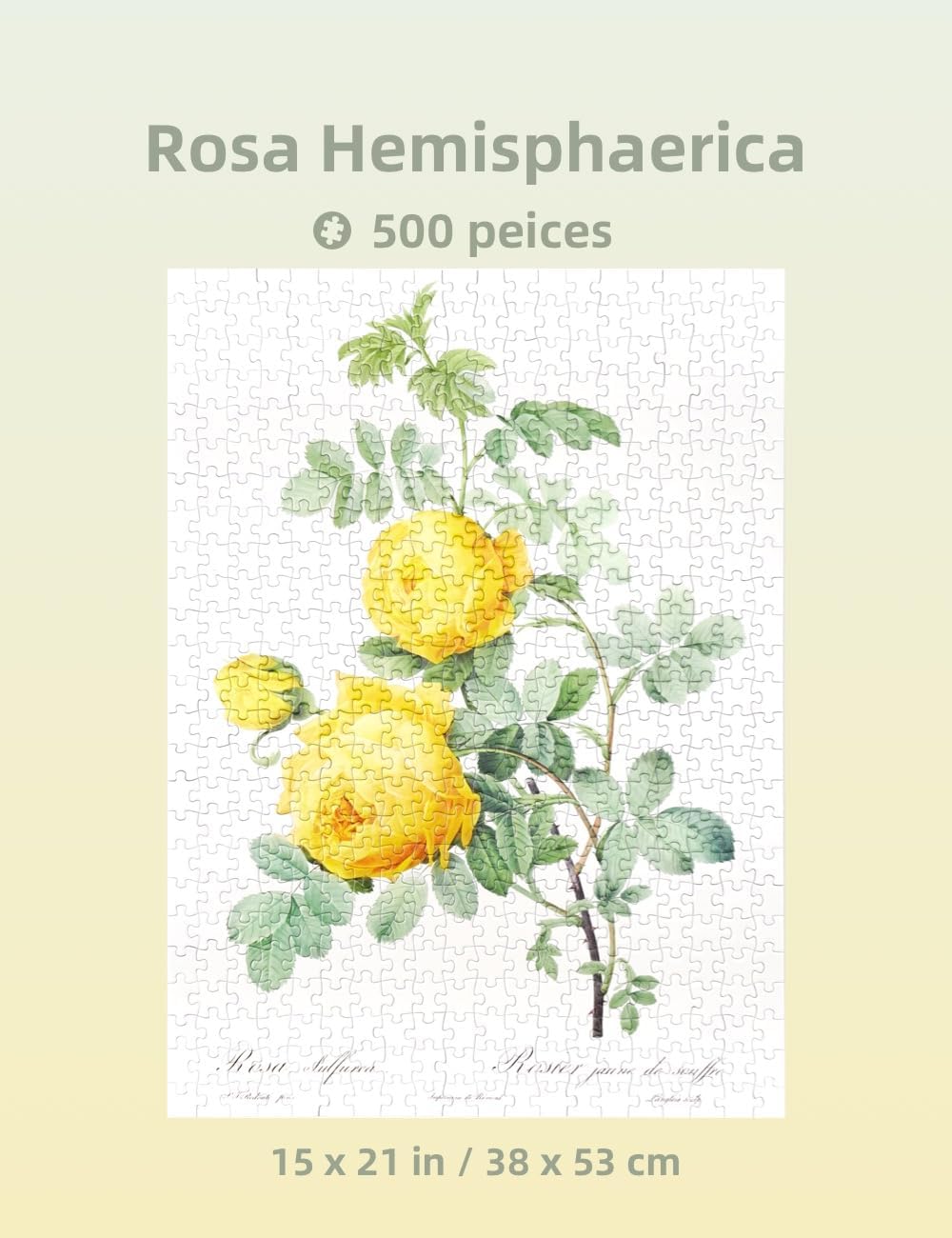 The Bible of Roses (Yellow) - 500 Pieces - Jigsaw Puzzle
