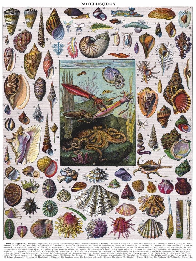 Mollusks 1000 Piece Jigsaw Puzzle