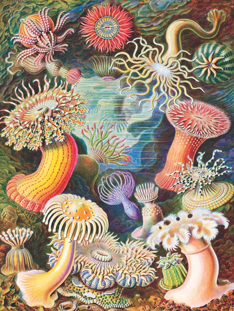 Sea Anemones 1000 Piece Jigsaw Puzzle