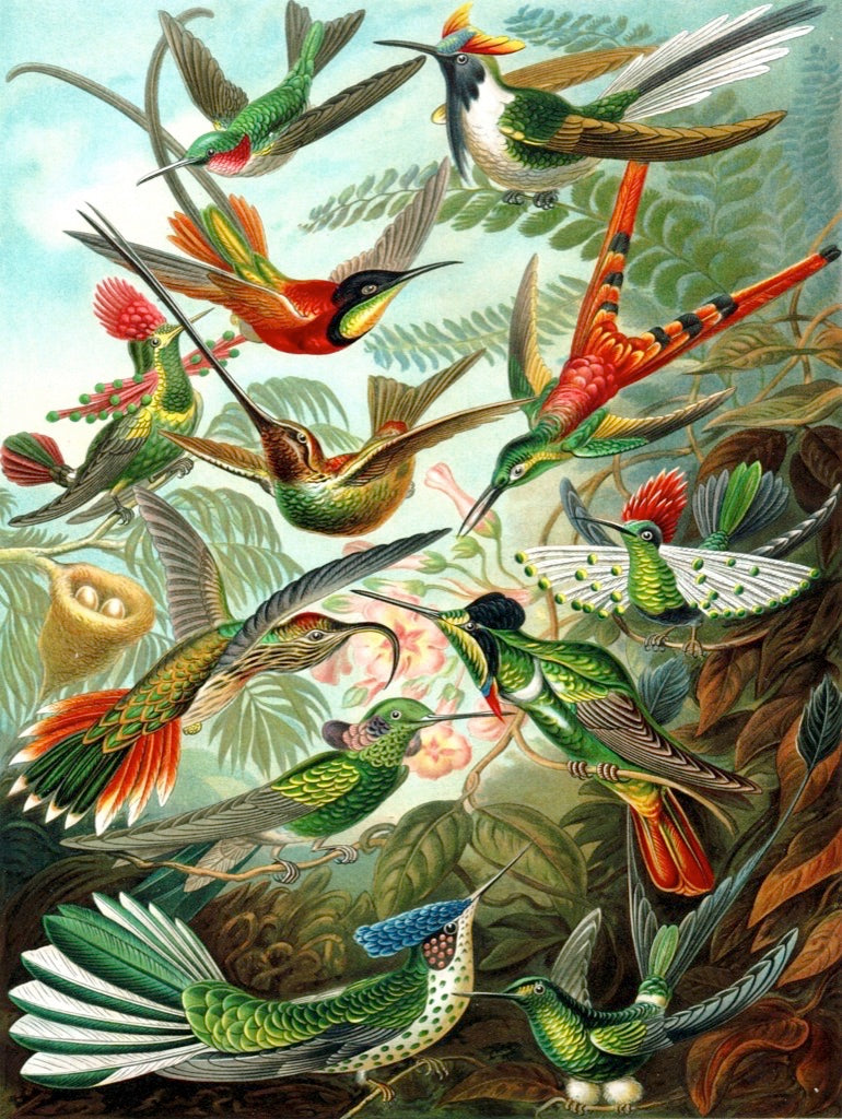 Hummingbirds 1000 Piece Jigsaw Puzzle
